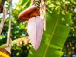 Makan Jantung Pisang untuk Menurunkan Kolesterol, Emangnya Bisa?