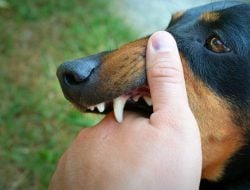 Gigitan Hewan Bisa Sebabkan Rabies? Hati-Hati, Nggak Cuma Anjing Lho!